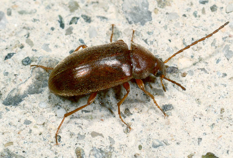Tenebronidae (Isomira sp) da det.